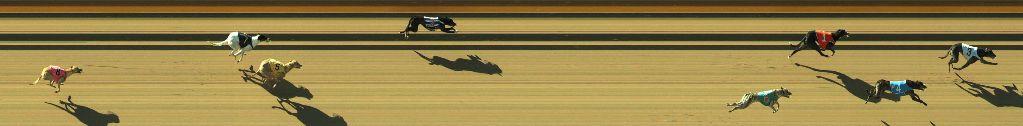 Photo finish for Geelong Race 3
