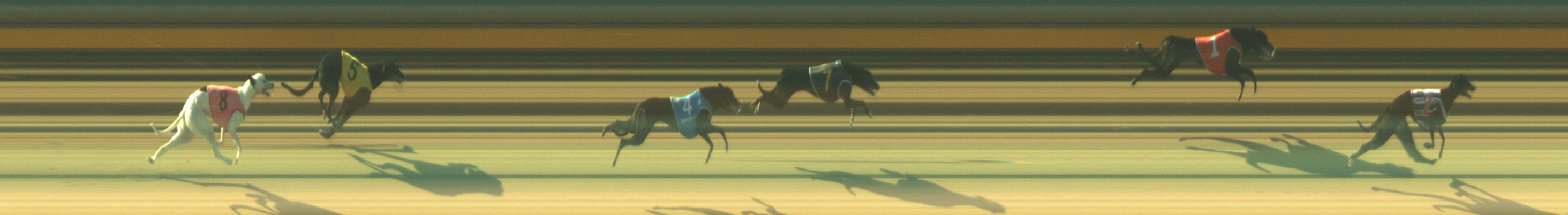 Photo finish for Geelong Race 4