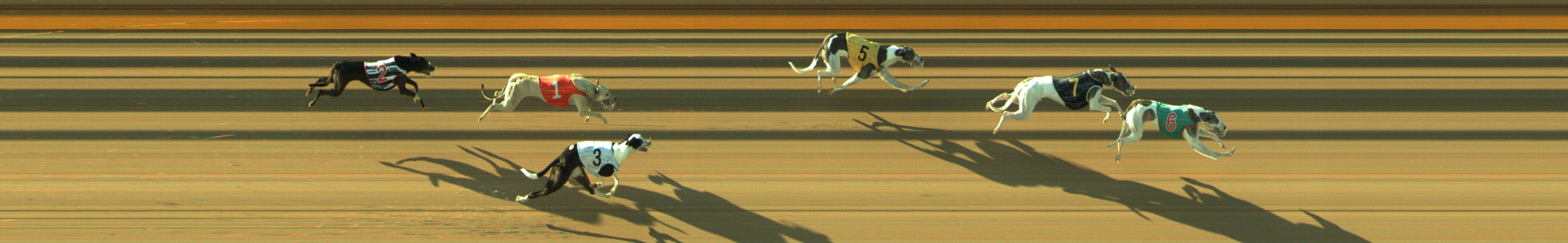 Photo finish for Geelong Race 6