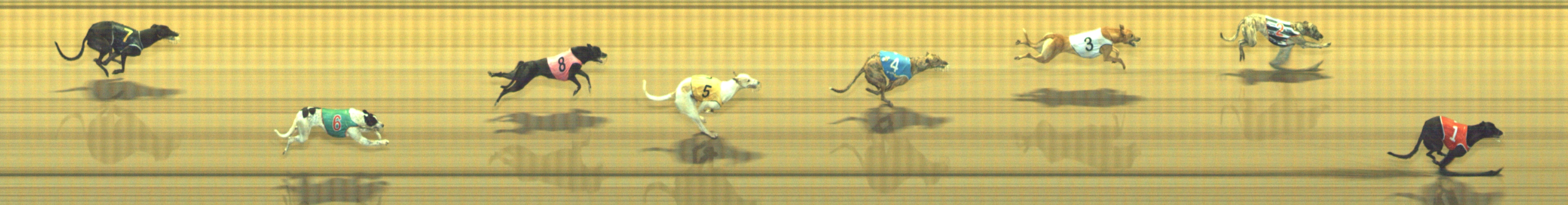 Photo finish for Geelong Race 1