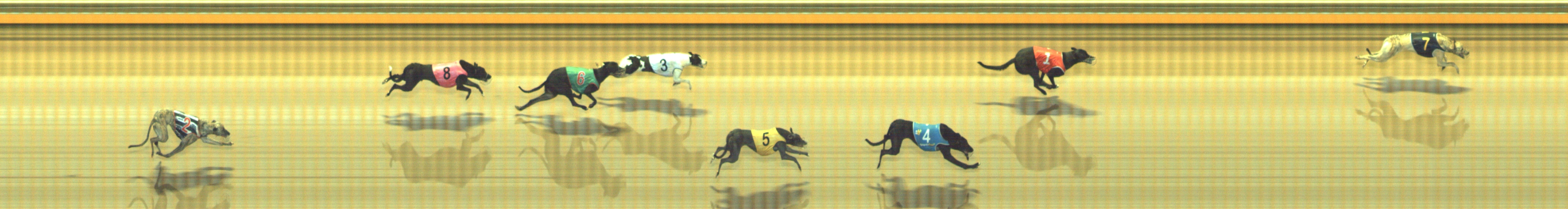 Photo finish for Geelong Race 1