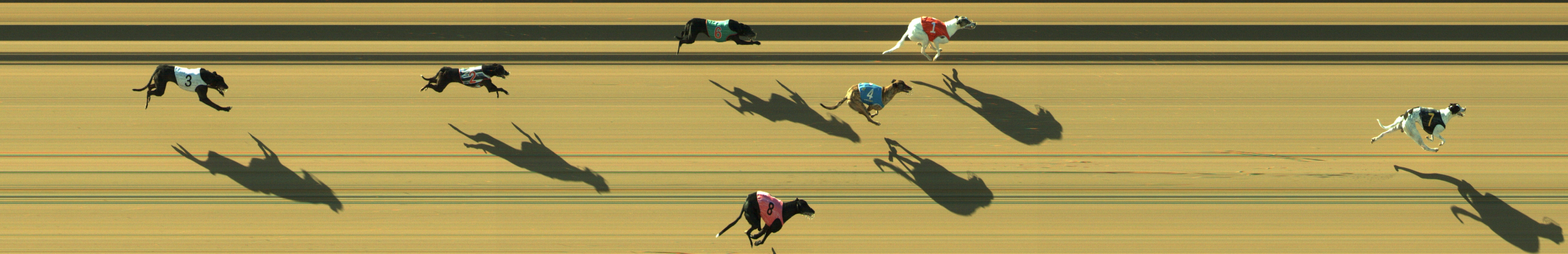 Photo finish for Geelong Race 3