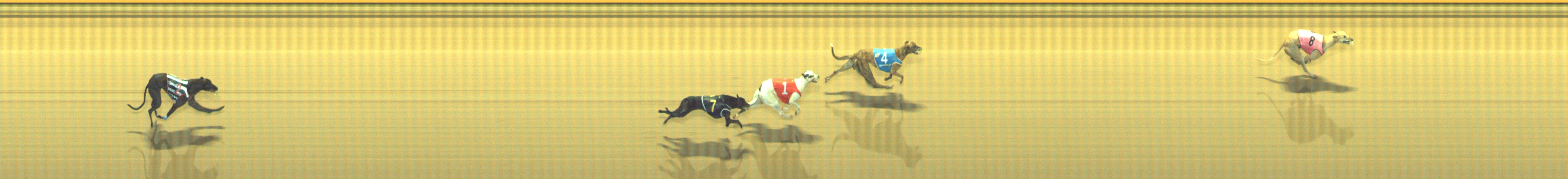 Photo finish for Geelong Race 2