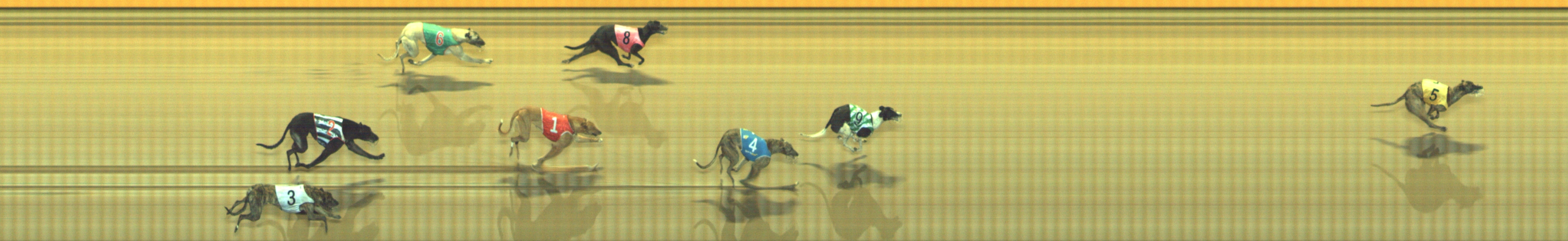 Photo finish for Geelong Race 8