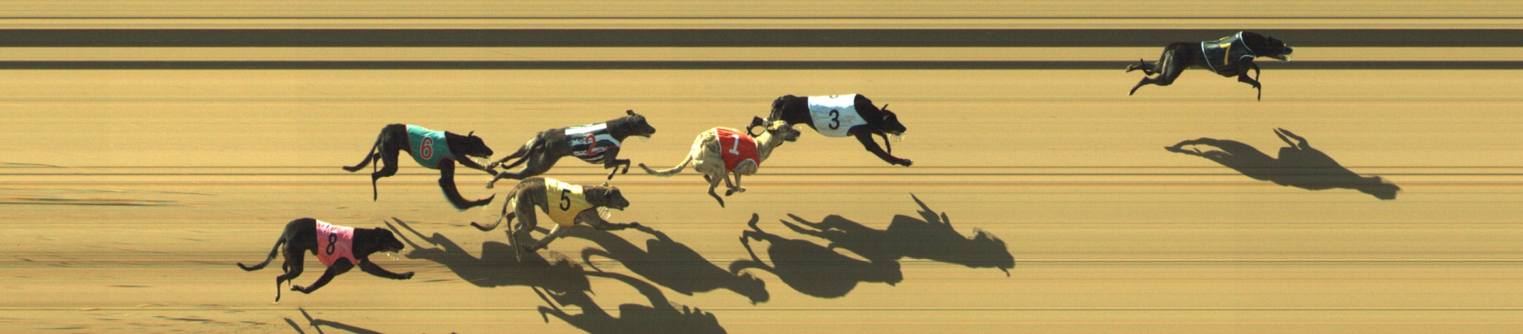 Photo finish for Geelong Race 1