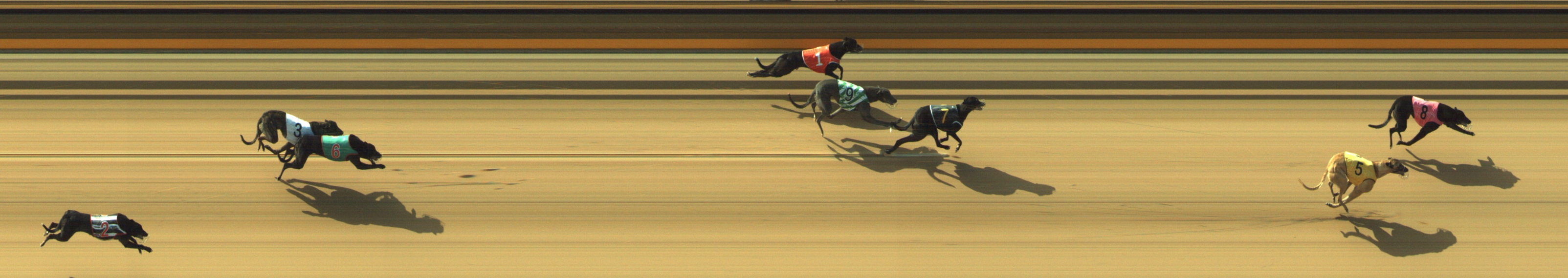 Photo finish for Geelong Race 1