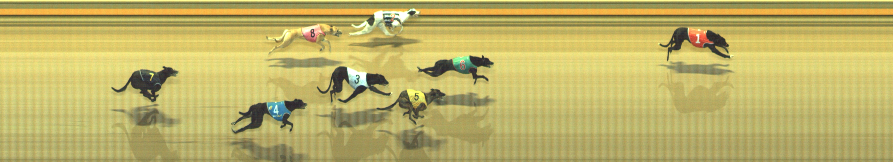 Photo finish for Geelong Race 1