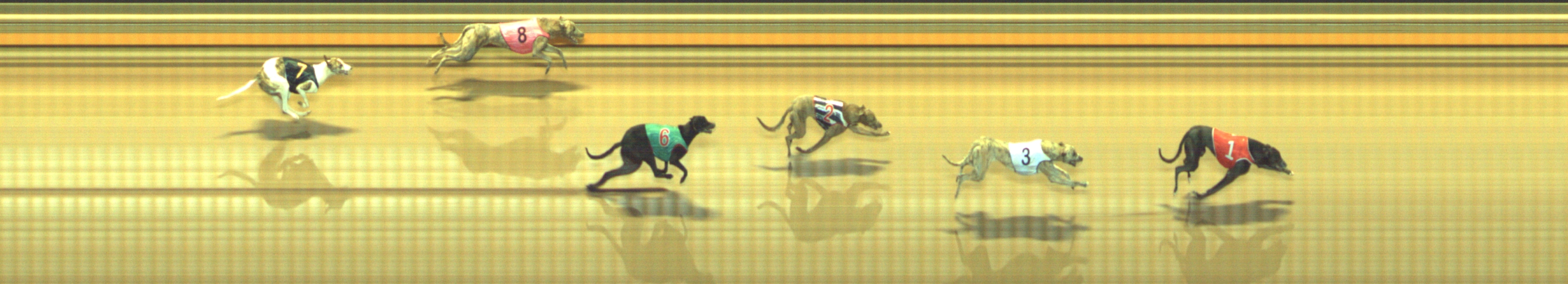 Photo finish for Geelong Race 1