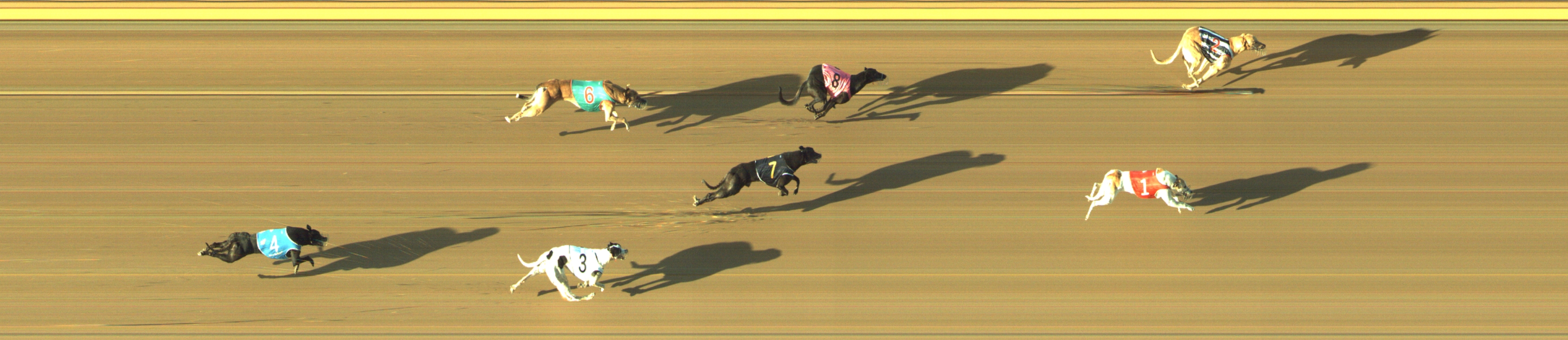 Photo finish for Geelong Race 12