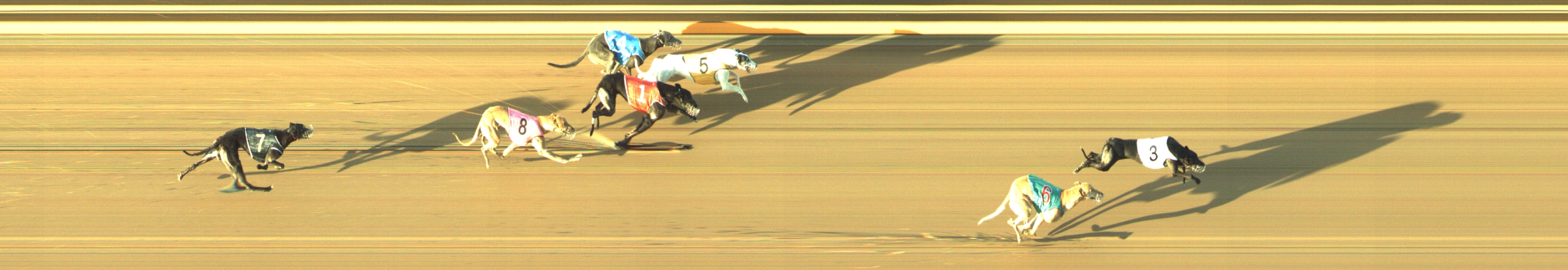Photo finish for Geelong Race 13