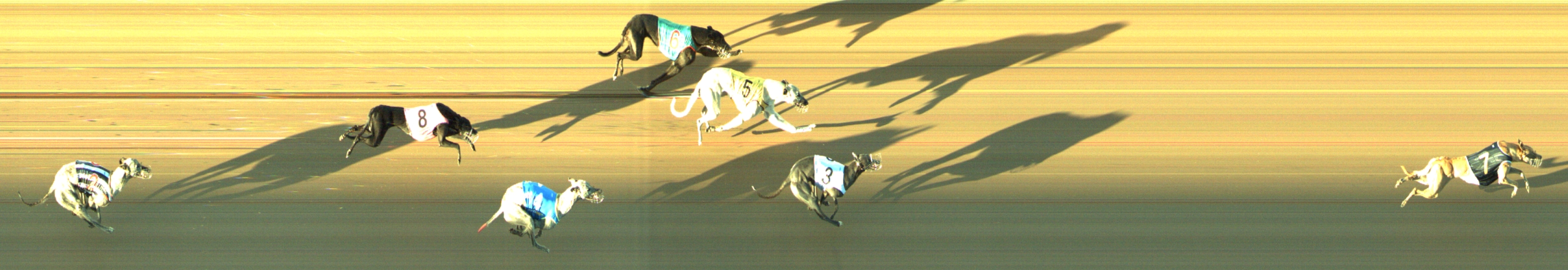Photo finish for Geelong Race 8