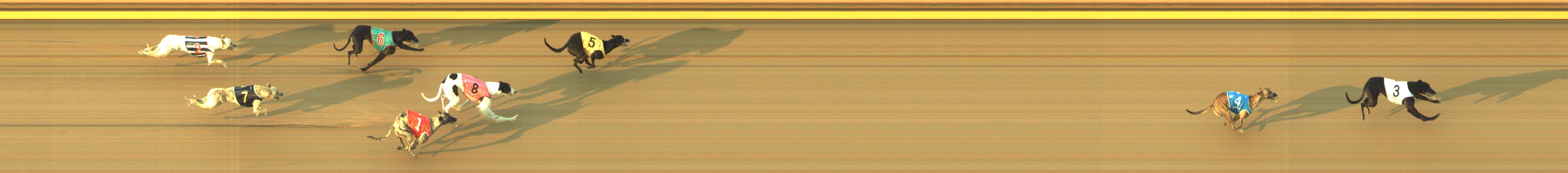 Photo finish for Geelong Race 1