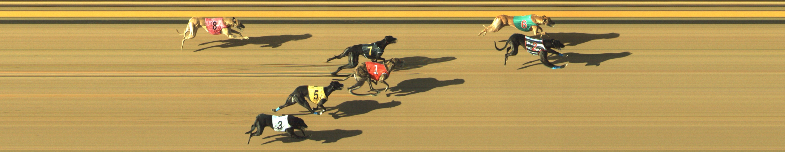 Photo finish for Geelong Race 11