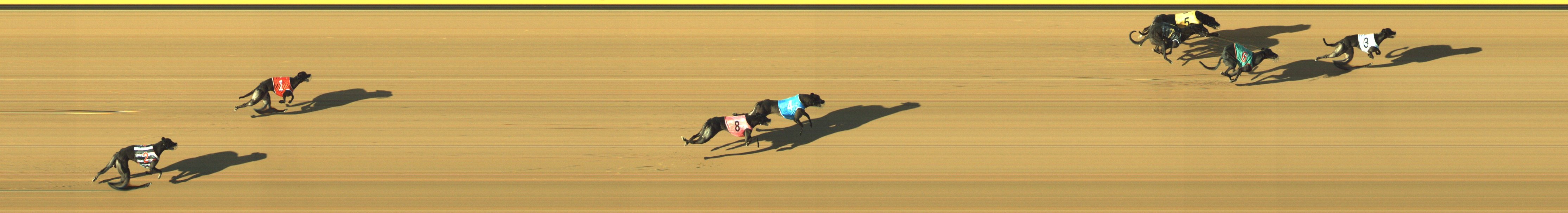 Photo finish for Geelong Race 12