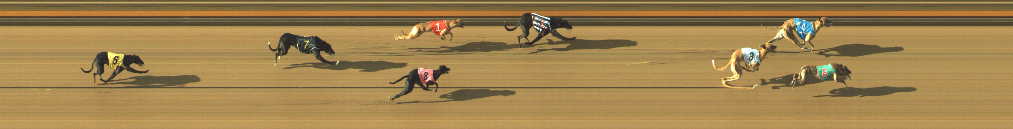 Photo finish for Geelong Race 1
