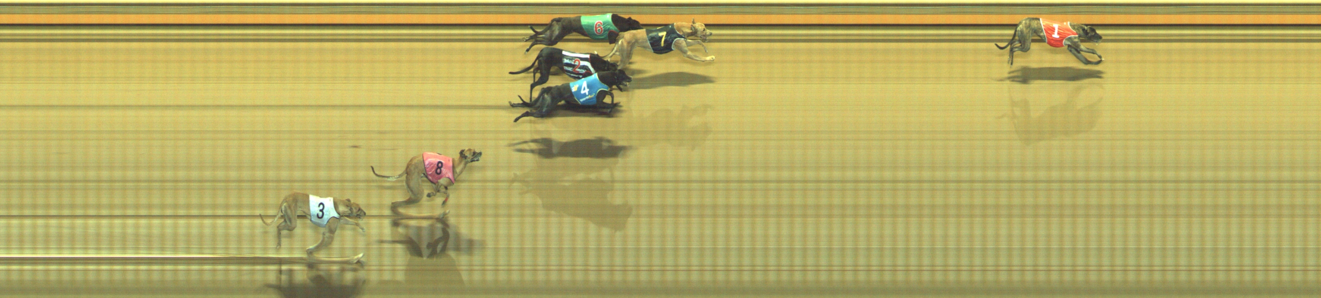 Photo finish for Geelong Race 8