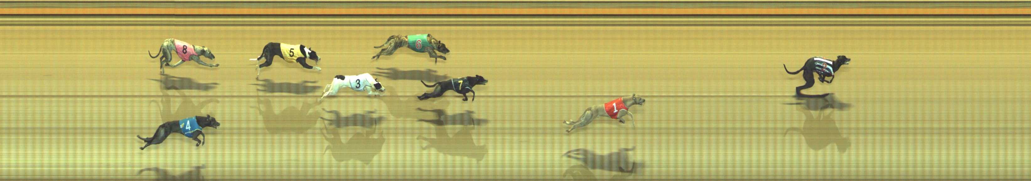 Photo finish for Geelong Race 12