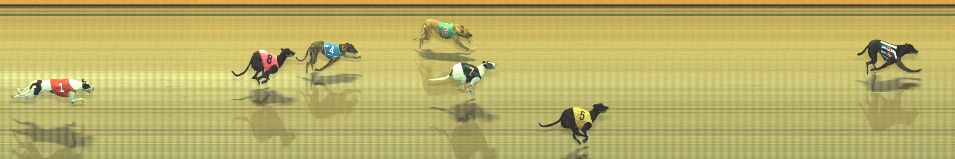 Photo finish for Geelong Race 13