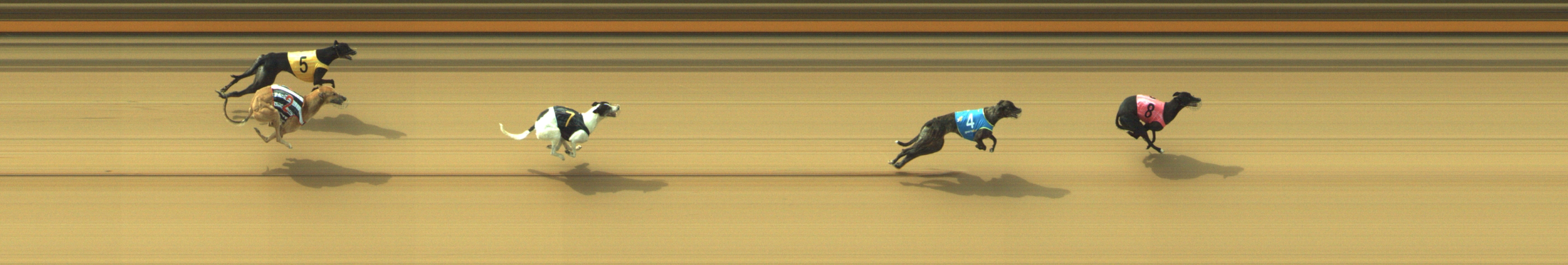 Photo finish for Geelong Race 5