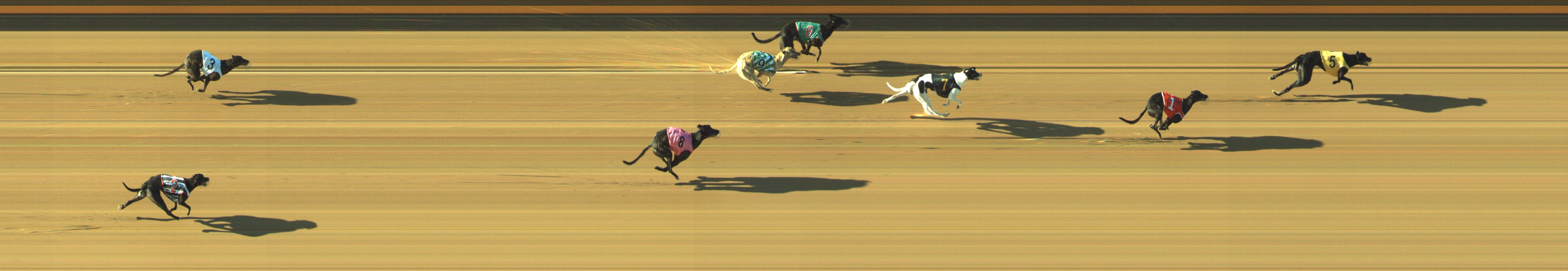 Photo finish for Geelong Race 2