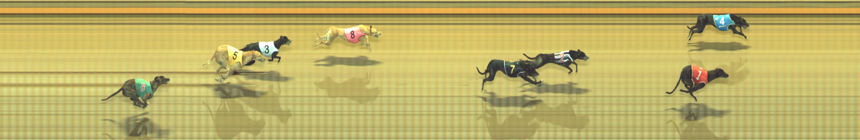 Photo finish for Geelong Race 12