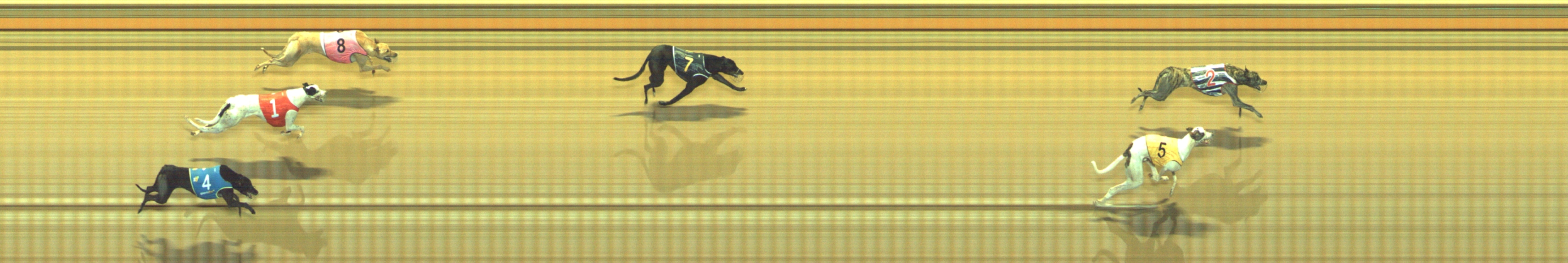 Photo finish for Geelong Race 5
