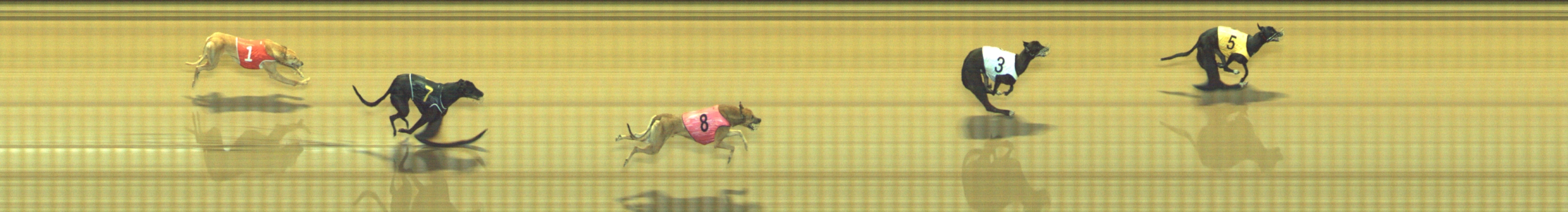 Photo finish for Geelong Race 12