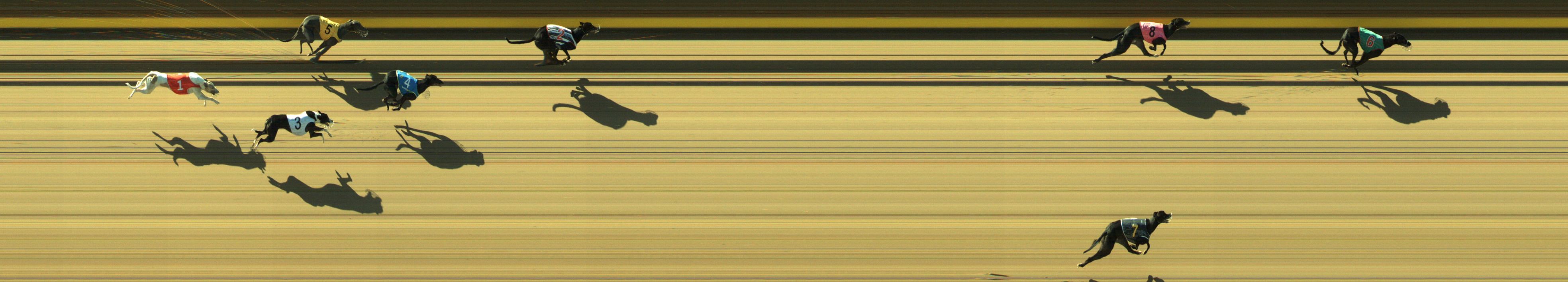 Photo finish for Geelong Race 8