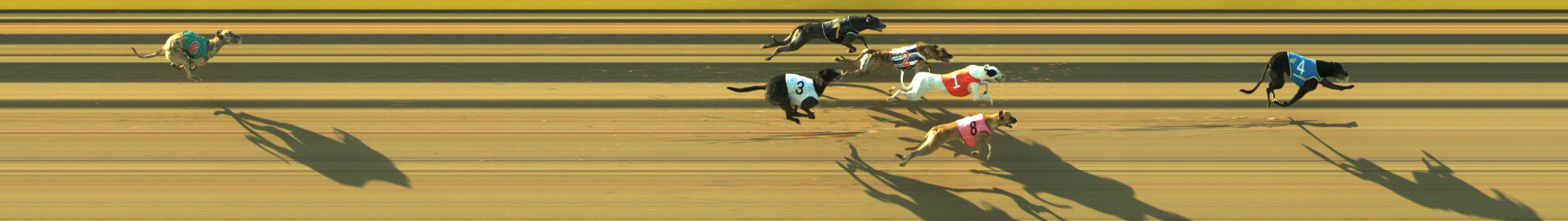 Photo finish for Geelong Race 12