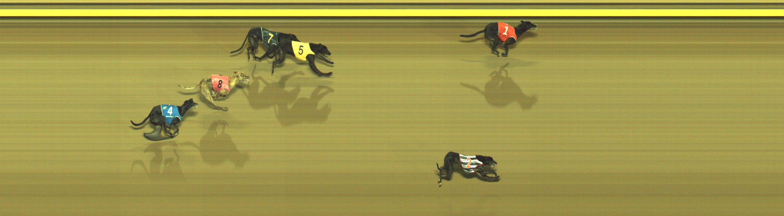 Photo finish for Geelong Race 12