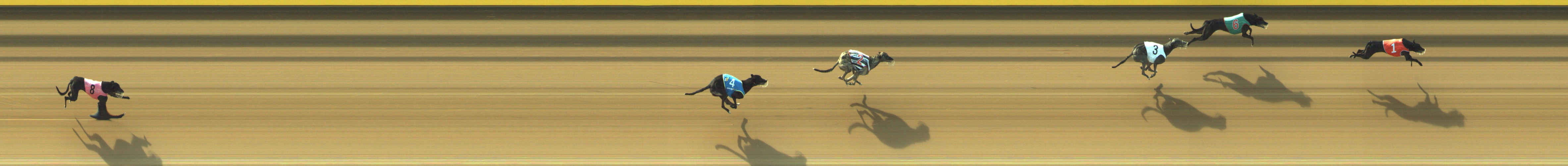Photo finish for Geelong Race 1