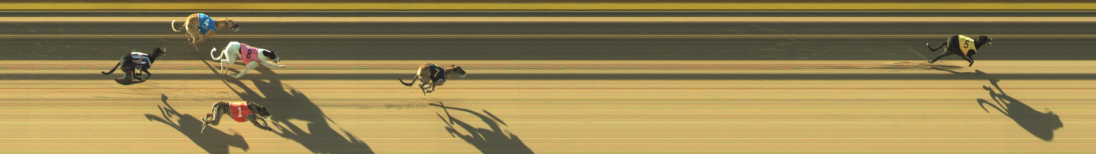Photo finish for Geelong Race 2