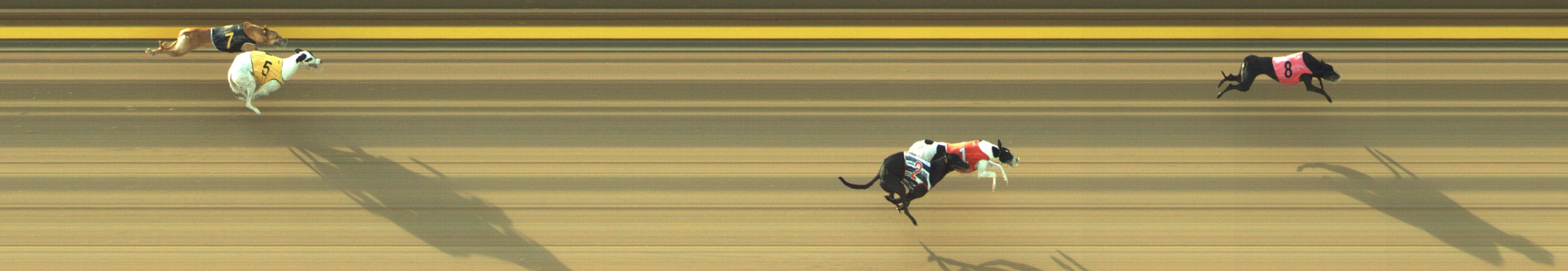 Photo finish for Geelong Race 3