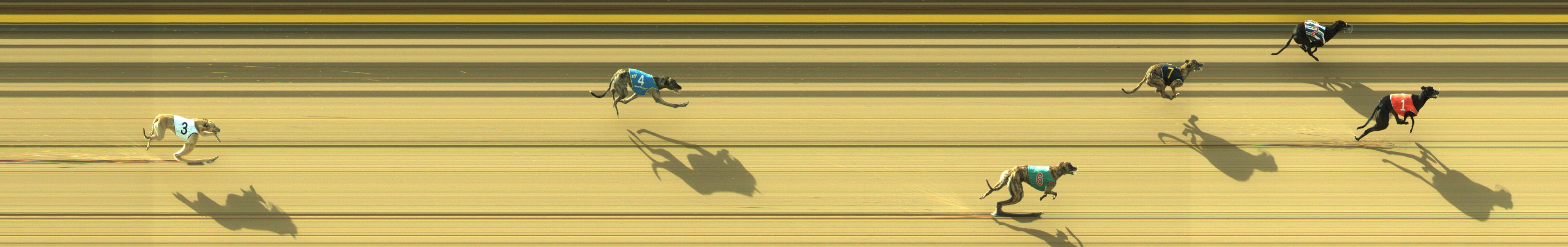 Photo finish for Geelong Race 4