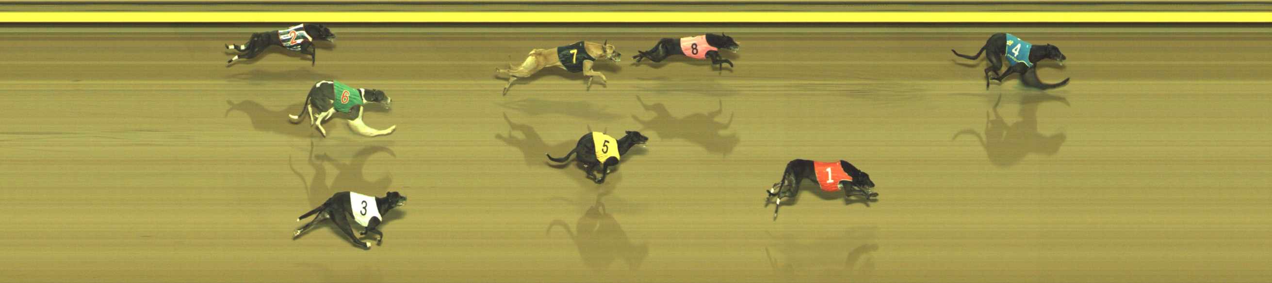 Photo finish for Geelong Race 11