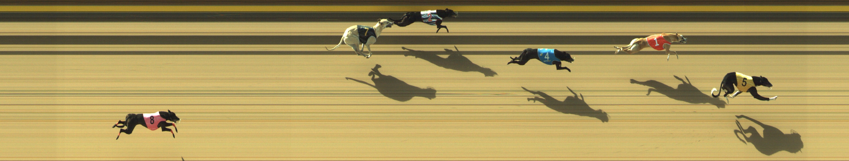 Photo finish for Geelong Race 1
