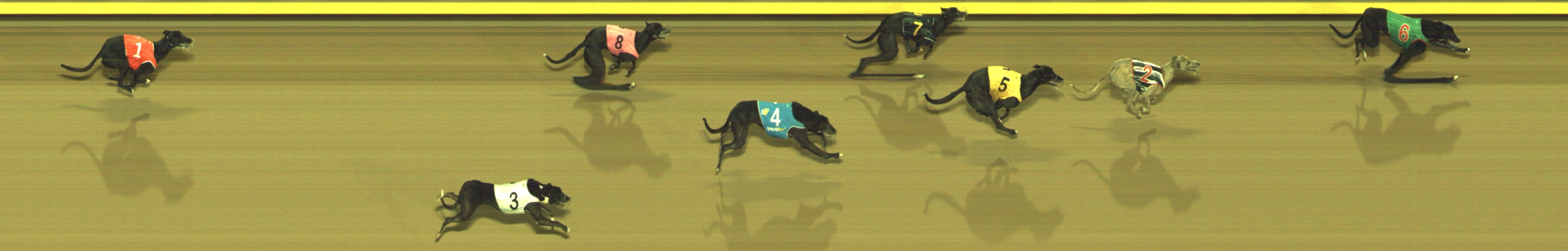 Photo finish for Geelong Race 1