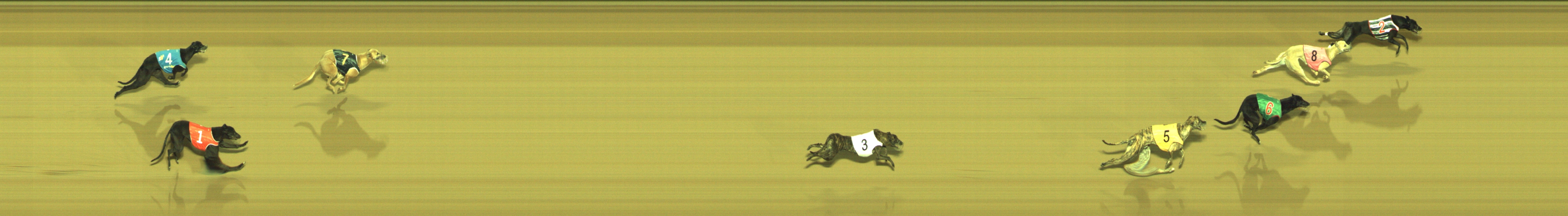 Photo finish for Geelong Race 4