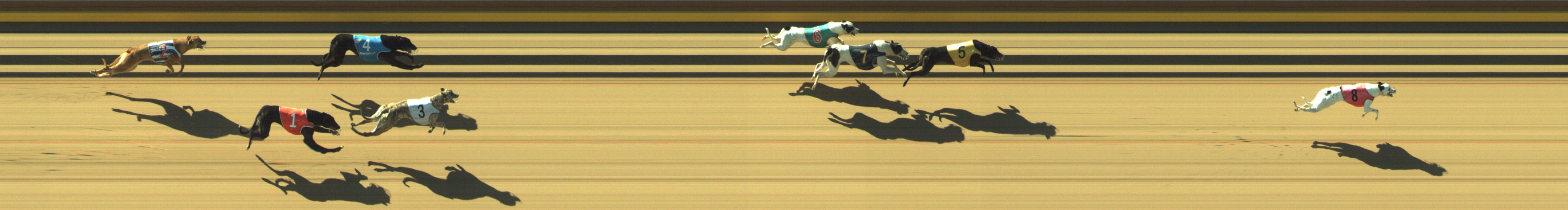 Photo finish for Geelong Race 2