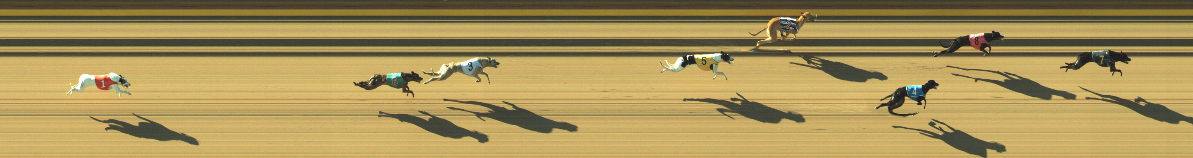 Photo finish for Geelong Race 5