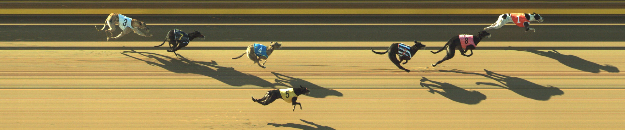 Photo finish for Geelong Race 6