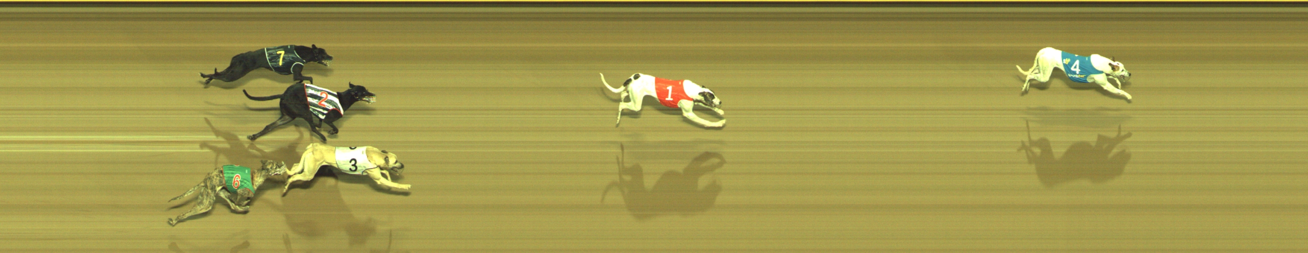Photo finish for Geelong Race 1