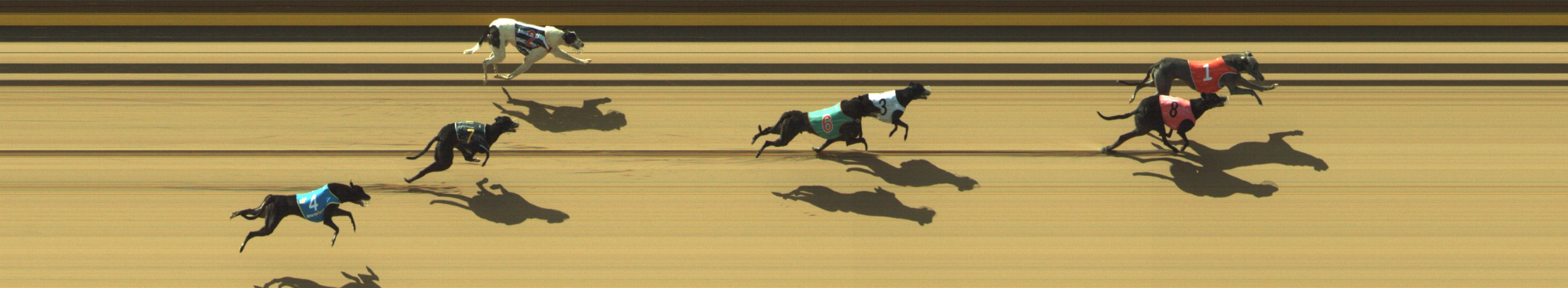 Photo finish for Geelong Race 2