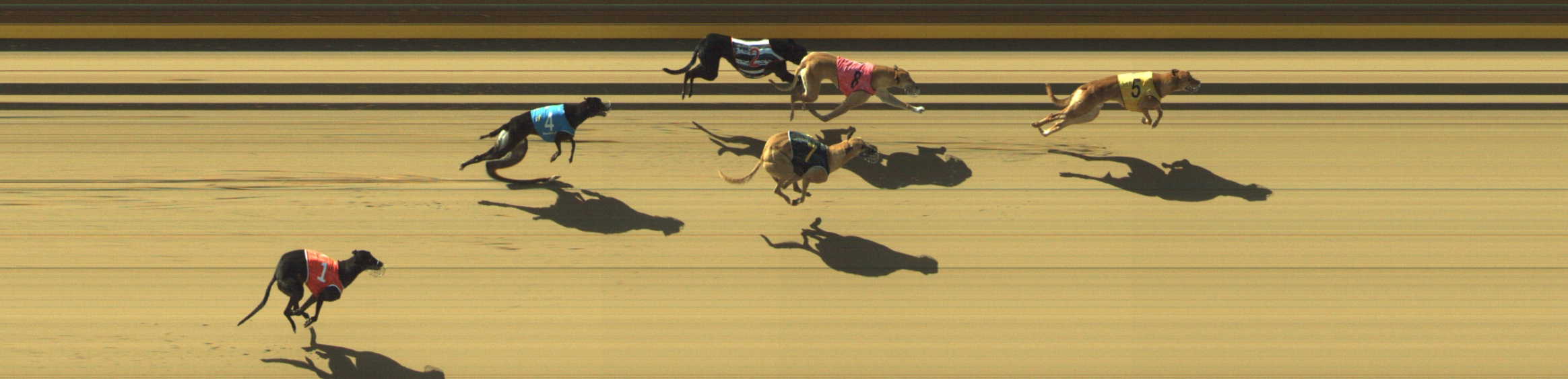 Photo finish for Geelong Race 3