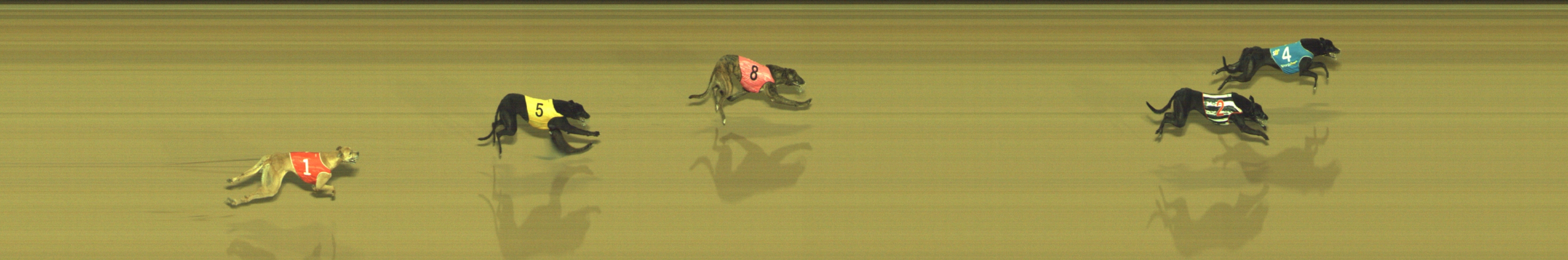 Photo finish for Geelong Race 12