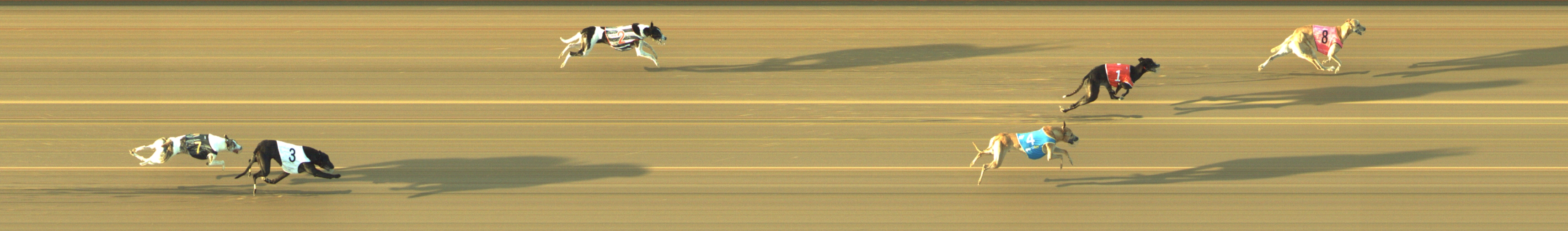 Photo finish for Geelong Race 12