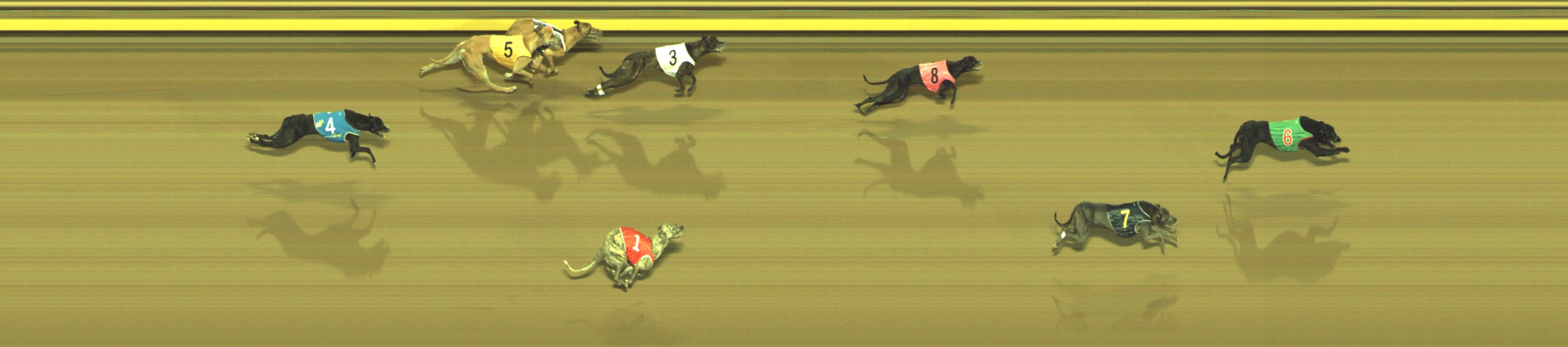 Photo finish for Geelong Race 4