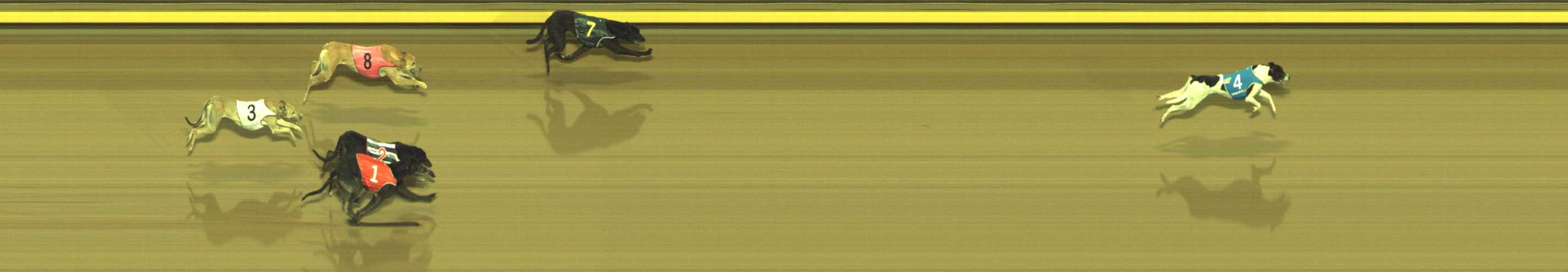 Photo finish for Geelong Race 12