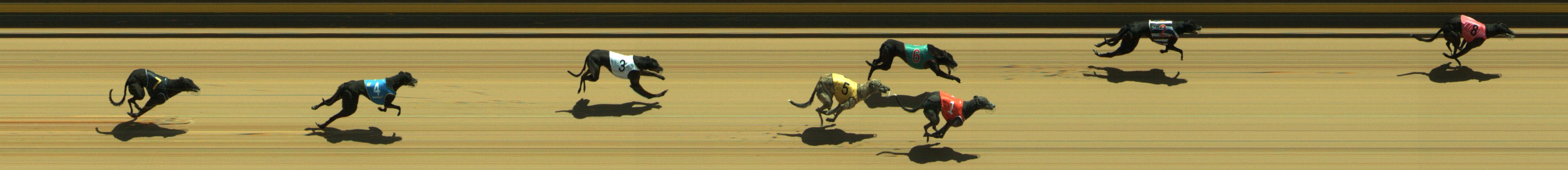 Photo finish for Geelong Race 5