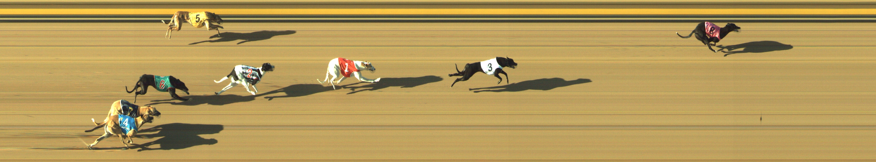 Photo finish for Geelong Race 1